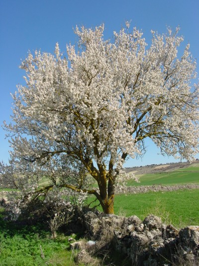 Wikipedia Un amandier en fleurs derrière un muret de pierre, devant un champ en Espagne. Wikipedia