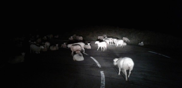 Brebies dispersées sur une route du pays basque la nuit Brebies dispersées sur une route la nuit
